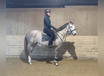 German Sport Horse, Gelding, 5 years, 15,2 hh, Grey-Dapple