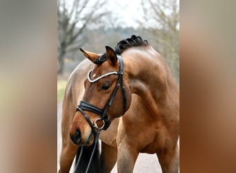 German Sport Horse, Gelding, 5 years, 15,3 hh, Brown