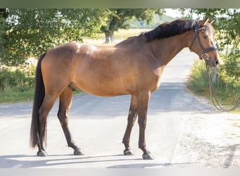 German Sport Horse, Gelding, 5 years, 15,3 hh, Brown