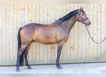 German Sport Horse, Gelding, 5 years, 15,3 hh, Brown