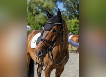German Sport Horse, Gelding, 5 years, 15,3 hh, Brown
