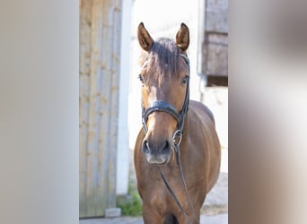 German Sport Horse, Gelding, 5 years, 15,3 hh, Brown
