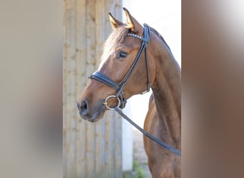 German Sport Horse, Gelding, 5 years, 15,3 hh, Brown