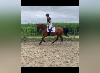 German Sport Horse Mix, Gelding, 5 years, 15,3 hh, Brown