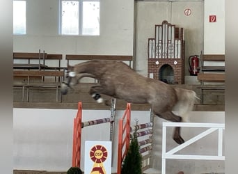 German Sport Horse, Gelding, 5 years, 15,3 hh, Grey