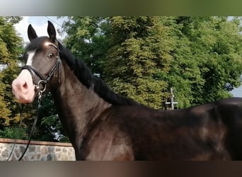 German Sport Horse, Gelding, 5 years, 16.1 hh, Bay-Dark