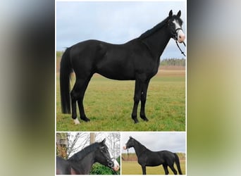 German Sport Horse, Gelding, 5 years, 16.1 hh, Bay-Dark