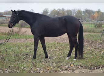 German Sport Horse, Gelding, 5 years, 16,1 hh, Bay-Dark