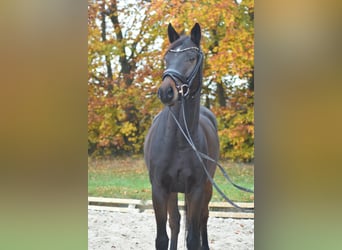 German Sport Horse, Gelding, 5 years, 16,1 hh, Bay-Dark