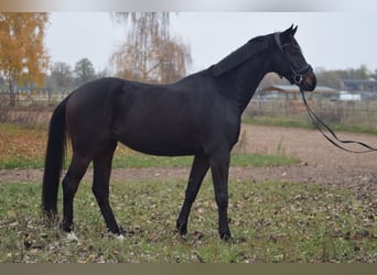 German Sport Horse, Gelding, 5 years, 16,1 hh, Bay-Dark