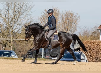 German Sport Horse, Gelding, 5 years, 16.1 hh, Bay-Dark