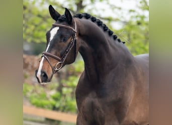 German Sport Horse, Gelding, 5 years, 16,1 hh, Bay-Dark