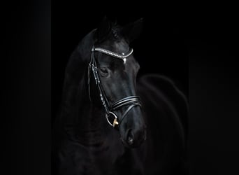 German Sport Horse, Gelding, 5 years, 16.1 hh, Black
