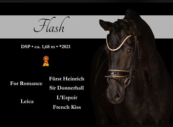 German Sport Horse, Gelding, 5 years, 16.1 hh, Black