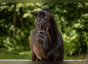 German Sport Horse, Gelding, 5 years, 16.1 hh, Black