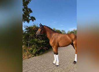 German Sport Horse, Gelding, 5 years, 16.1 hh, Brown