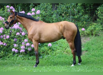 German Sport Horse, Gelding, 5 years, 16.1 hh, Brown