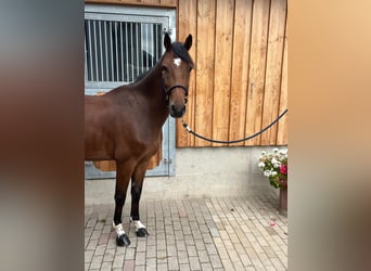 German Sport Horse, Gelding, 5 years, 16,1 hh, Brown