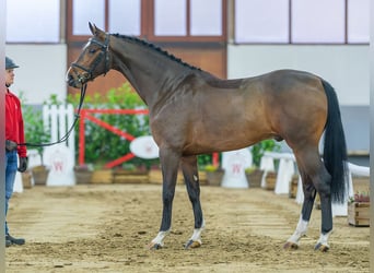 German Sport Horse, Gelding, 5 years, 16.1 hh, Brown