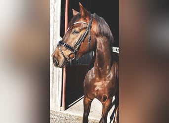 German Sport Horse, Gelding, 5 years, 16.1 hh, Chestnut