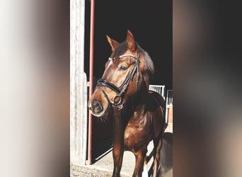 German Sport Horse, Gelding, 5 years, 16.1 hh, Chestnut