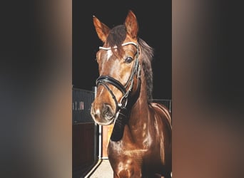 German Sport Horse, Gelding, 5 years, 16.1 hh, Chestnut