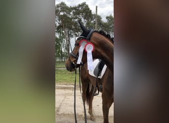 German Sport Horse, Gelding, 5 years, 16.1 hh, Chestnut