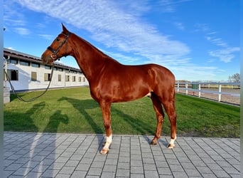 German Sport Horse, Gelding, 5 years, 16.1 hh, Chestnut-Red