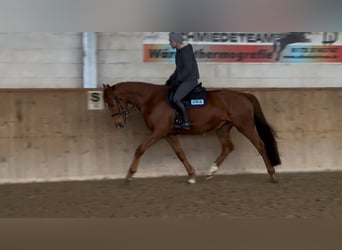 German Sport Horse, Gelding, 5 years, 16.1 hh, Chestnut-Red