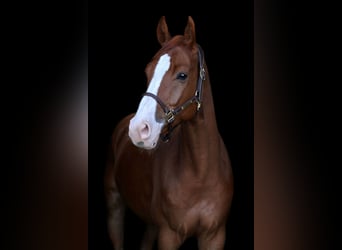 German Sport Horse, Gelding, 5 years, 16.1 hh, Chestnut-Red