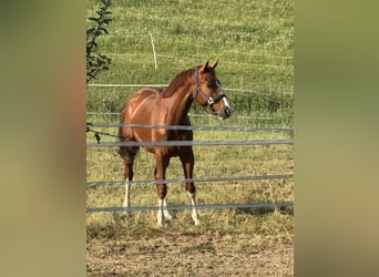 German Sport Horse, Gelding, 5 years, 16.1 hh, Chestnut-Red