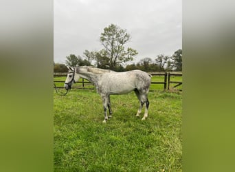 German Sport Horse, Gelding, 5 years, 16.1 hh, Grey