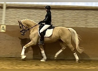 German Sport Horse, Gelding, 5 years, 16.1 hh, Palomino