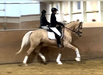 German Sport Horse, Gelding, 5 years, 16.1 hh, Palomino