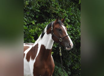 German Sport Horse, Gelding, 5 years, 16.1 hh, Pinto