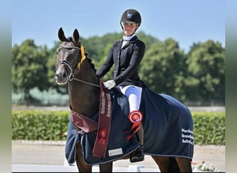 German Sport Horse, Gelding, 5 years, 16.1 hh, Smoky-Black