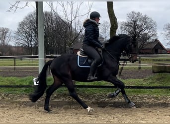 German Sport Horse, Gelding, 5 years, 16.1 hh, Smoky-Black