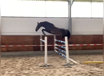German Sport Horse, Gelding, 5 years, 16.1 hh, Smoky-Black