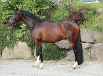 German Sport Horse, Gelding, 5 years, 16.2 hh, Bay-Dark