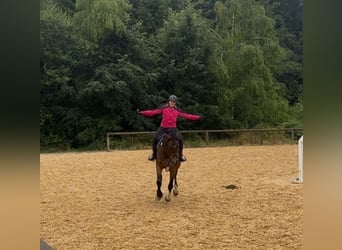 German Sport Horse, Gelding, 5 years, 16.2 hh, Bay-Dark