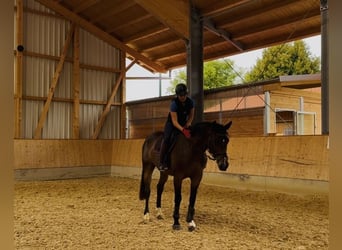 German Sport Horse, Gelding, 5 years, 16.2 hh, Bay-Dark