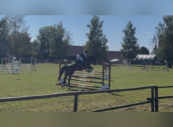German Sport Horse, Gelding, 5 years, 16.2 hh, Bay-Dark