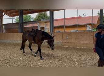 German Sport Horse, Gelding, 5 years, 16.2 hh, Bay-Dark
