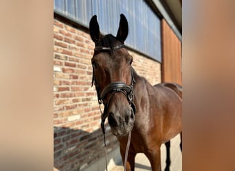 German Sport Horse, Gelding, 5 years, 16,2 hh, Bay-Dark