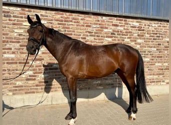 German Sport Horse, Gelding, 5 years, 16,2 hh, Bay-Dark