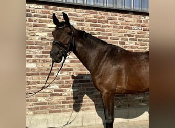 German Sport Horse, Gelding, 5 years, 16,2 hh, Bay-Dark