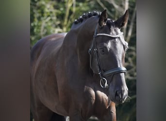 German Sport Horse, Gelding, 5 years, 16,2 hh, Black