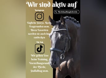 German Sport Horse, Gelding, 5 years, 16,2 hh, Black