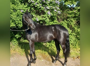 German Sport Horse, Gelding, 5 years, 16.2 hh, Black