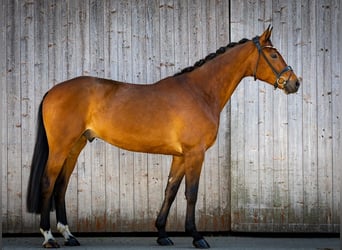 German Sport Horse, Gelding, 5 years, 16.2 hh, Brown